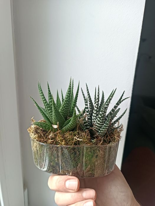 Хавортія біг бенд