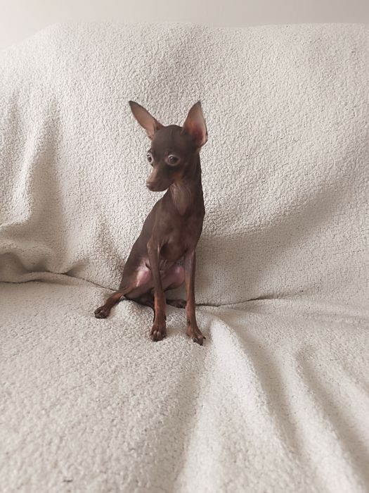 Rosyjski Toy (ratlerek), z dokumentami FCI