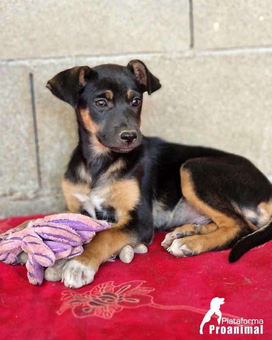 LEVI - Cãozinho bebe para Adoção