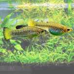 Limia Perugiae  Limka Perugiae