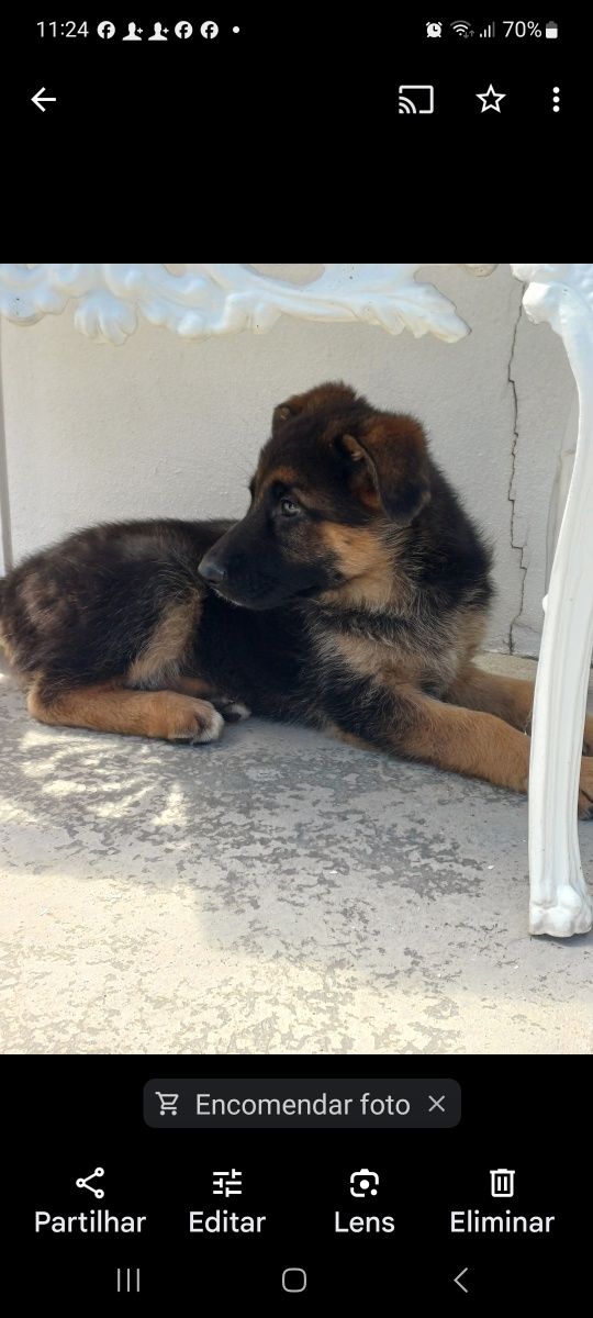 Pastor Alemão cachorro  Macho unicodisponivel Pais com Pedigre.