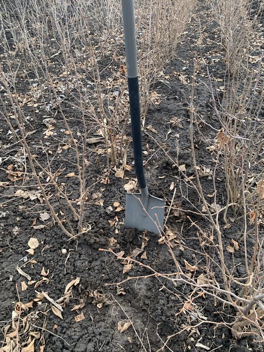 Саджанці грецького горіха, фундука