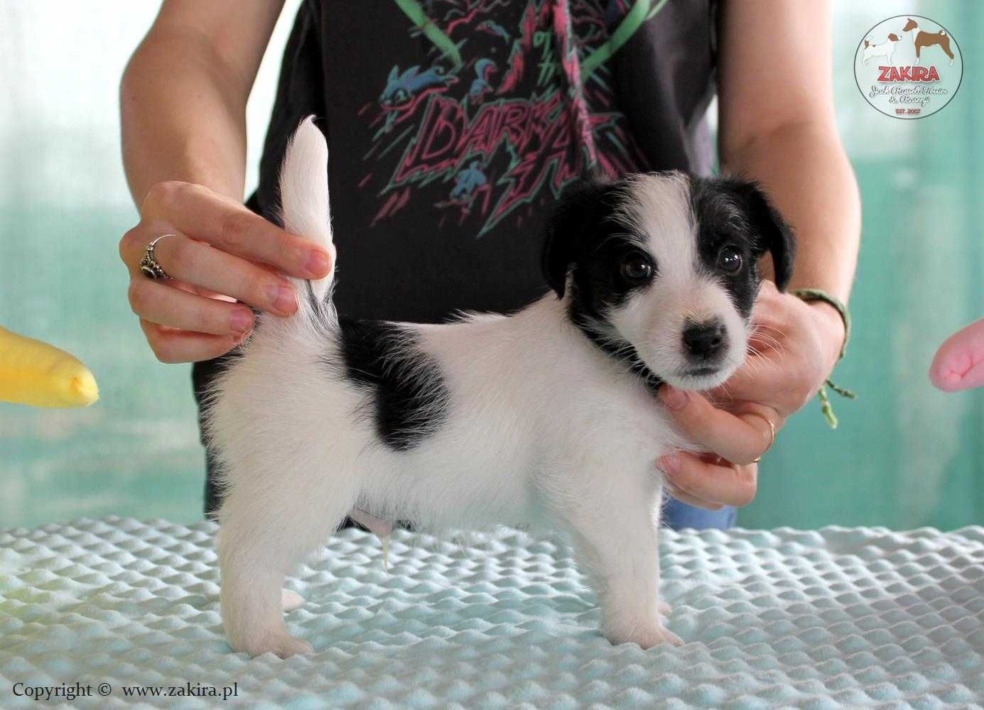 Szczenie Jack Russell Terrier po Championach, FCI ZKwP, ZIMA 2025