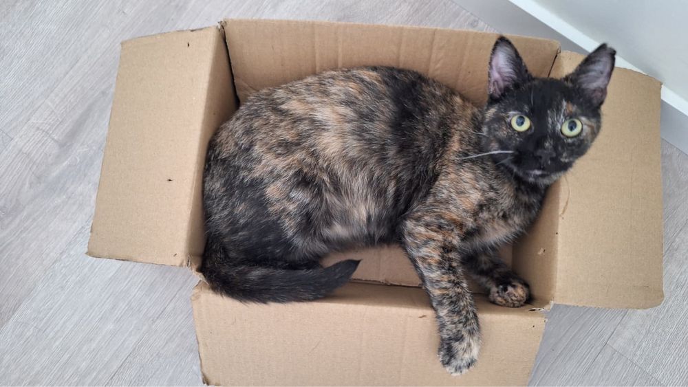 Gatinha Pixie 10 meses adopcao