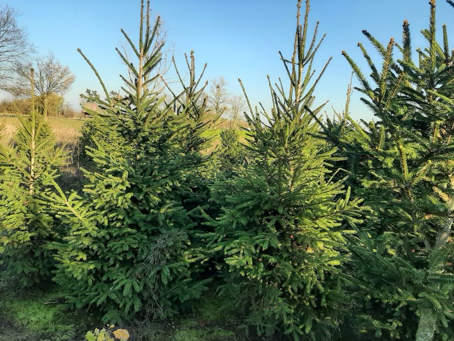 Choinki bożonarodzeniowe