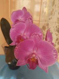 Каскадна орхідея