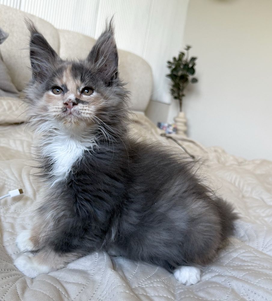 Śliczna koteczka Maine Coon