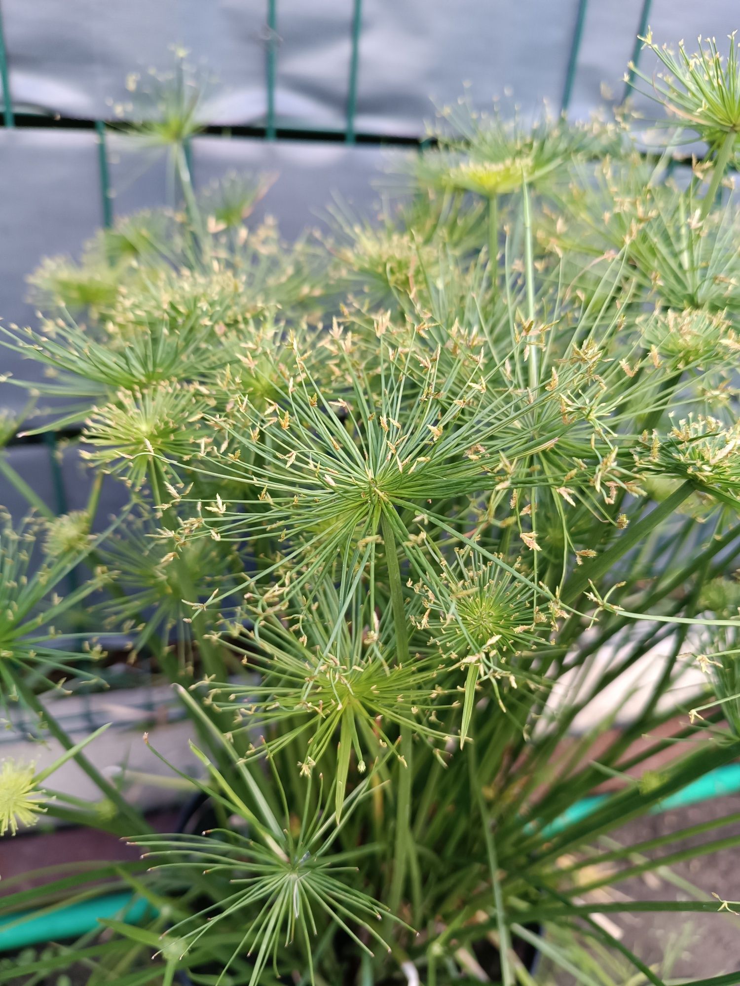 Papirus 'Cedric'