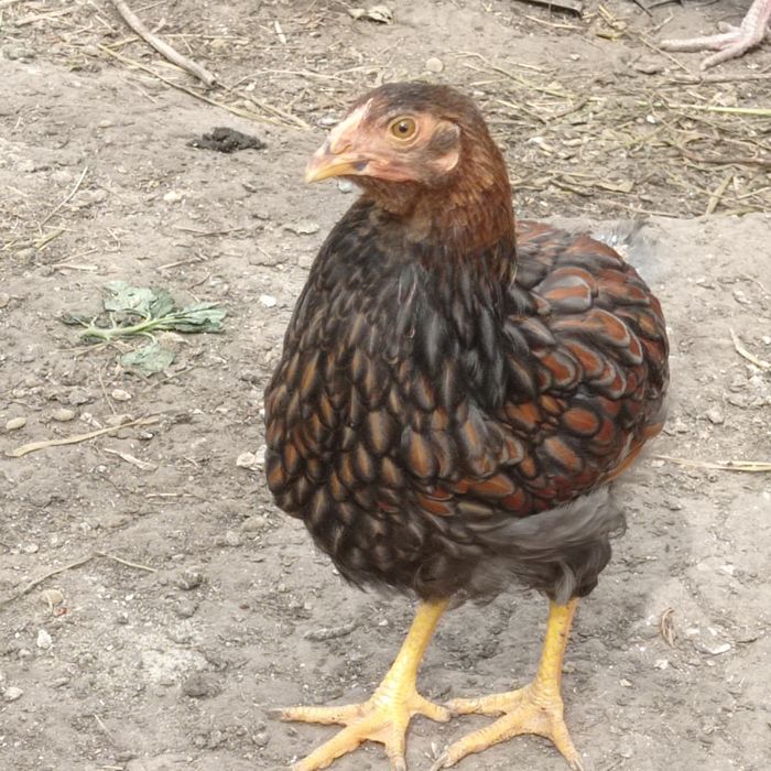 Півники віандот золото окамлені