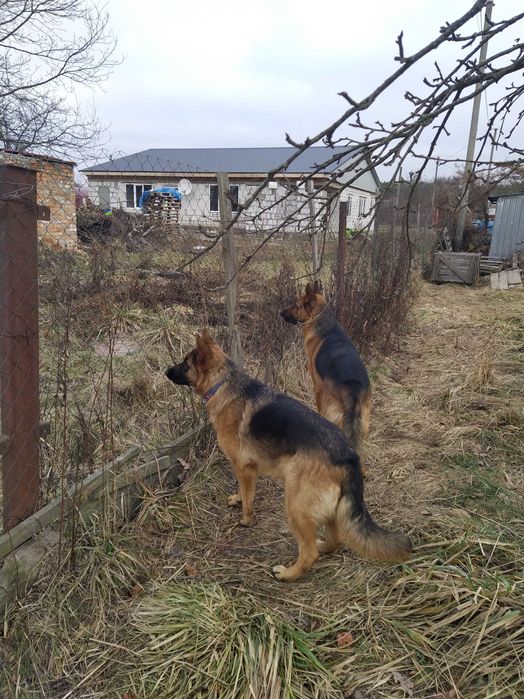 Цуценята німецької вівчарки. 2 дівчинки.
