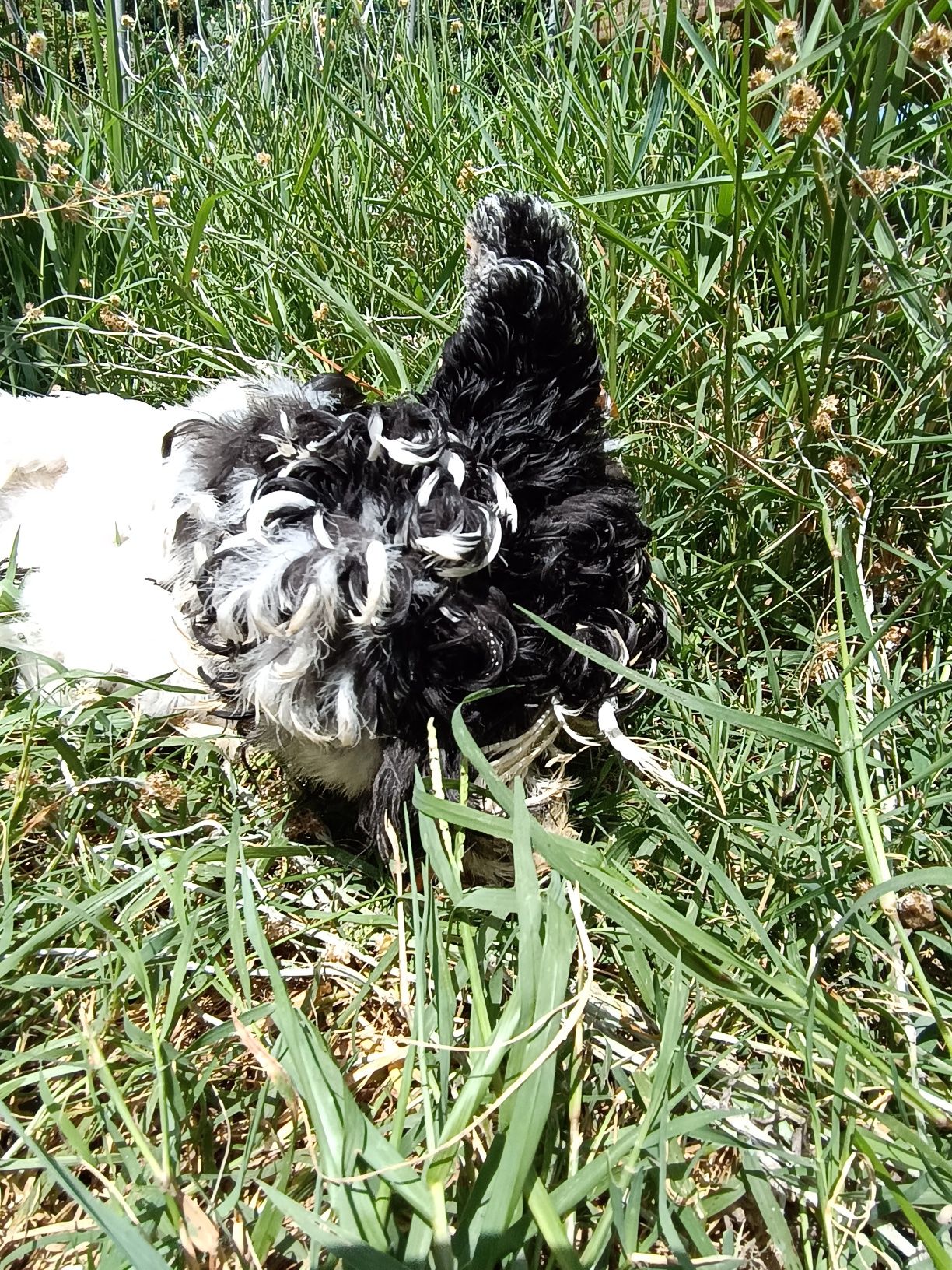 Pekins lavanda e Black mottled frisados com dois meses