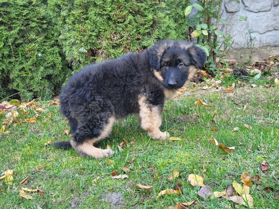 Owczarek niemiecki długowłosy