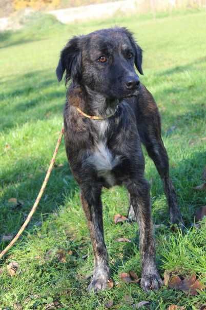 097107 Frotka do adopcji