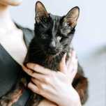 Lucky niewidomy czarny kot szuka domu adopcja Polska adoptuj kocur