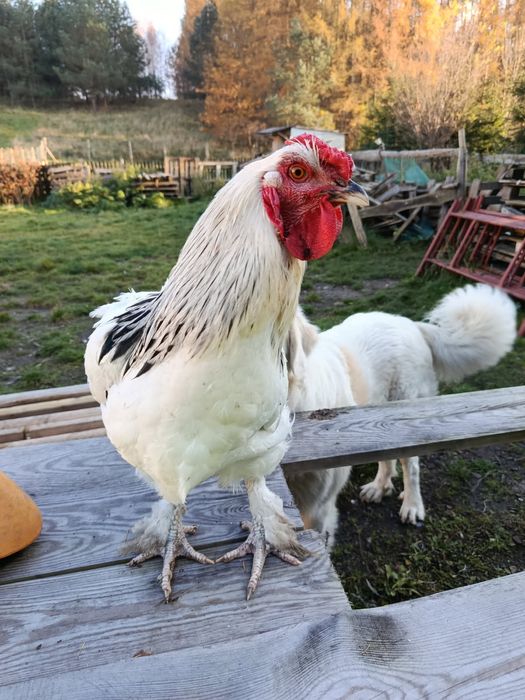 Sprzedam koguta z wiosny