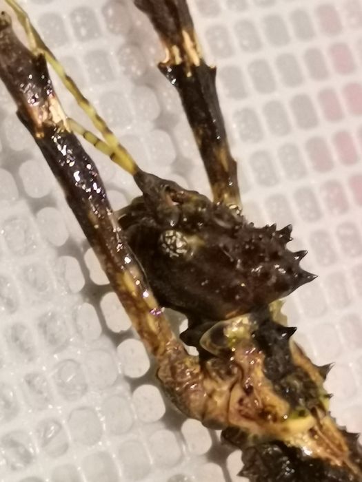 Палочник Филипинский