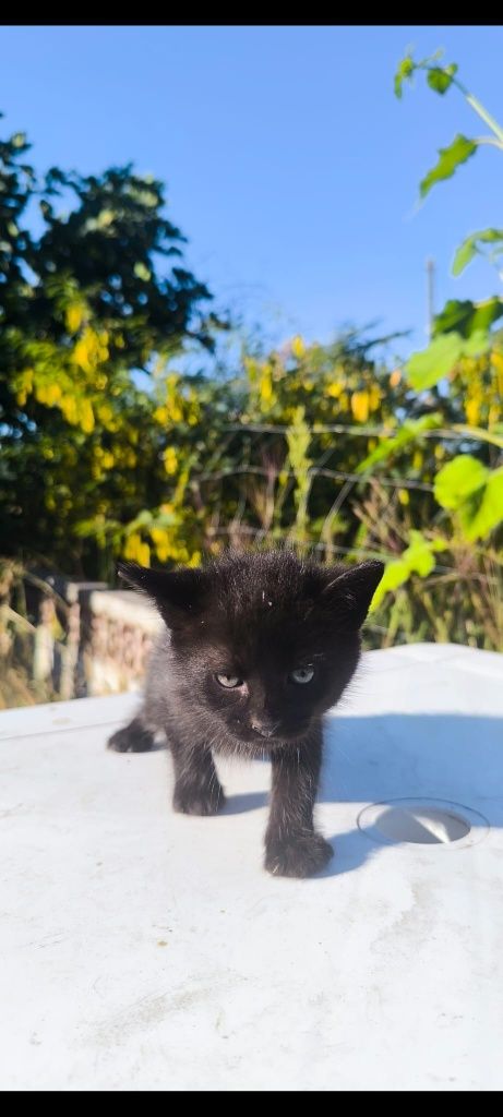 Gatinhos para dar