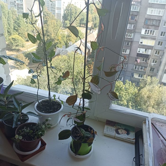 Филодендрон Миканс.