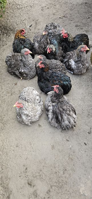 Kogut kochin olbrzymi