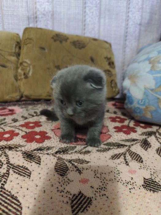 Кошеня мама веслоуха шотландка
