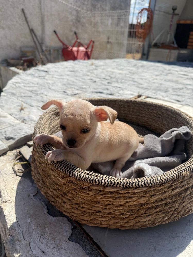 Chihuahua Escelente Linhagem