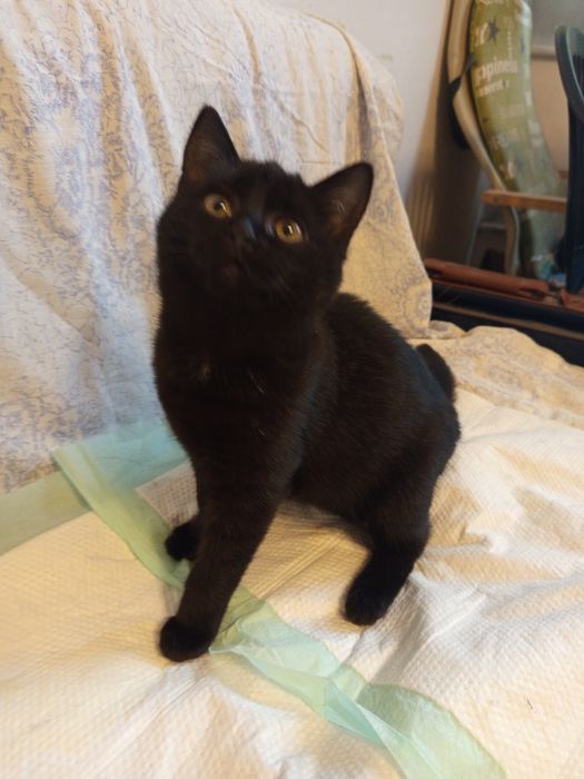 Mała czarna kotka szuka domu niewychodzącego