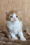 Рыжий шотландский котёнок.