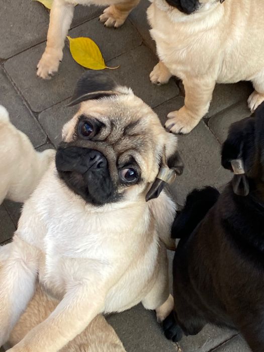 Момси мопси мопси