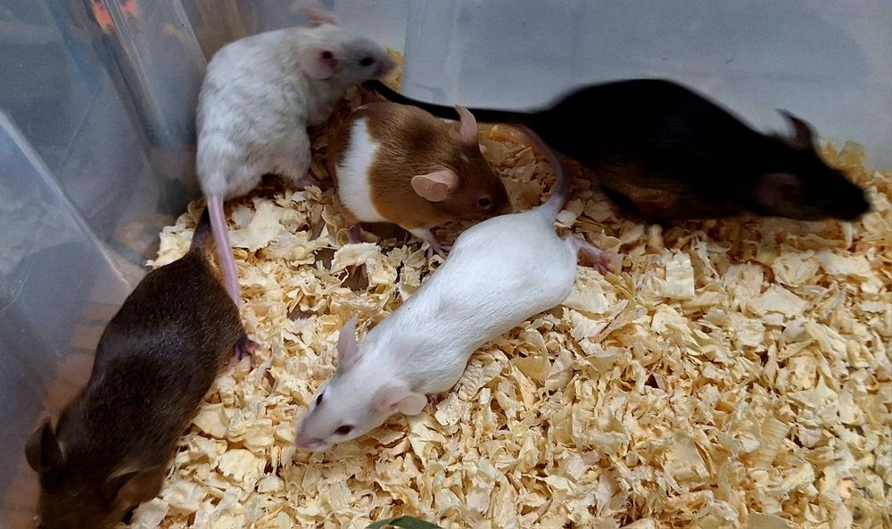 Myszy myszki kolorowe dumbo