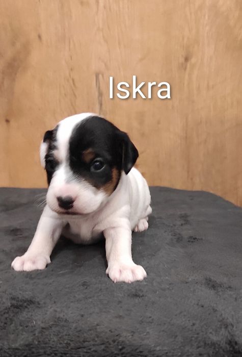 Parson Russell Terrier