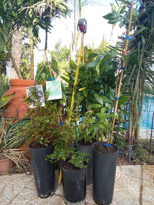 Arvores Jaca, Jabuticabas de Varios tamanhos enxertada e sem enxerto