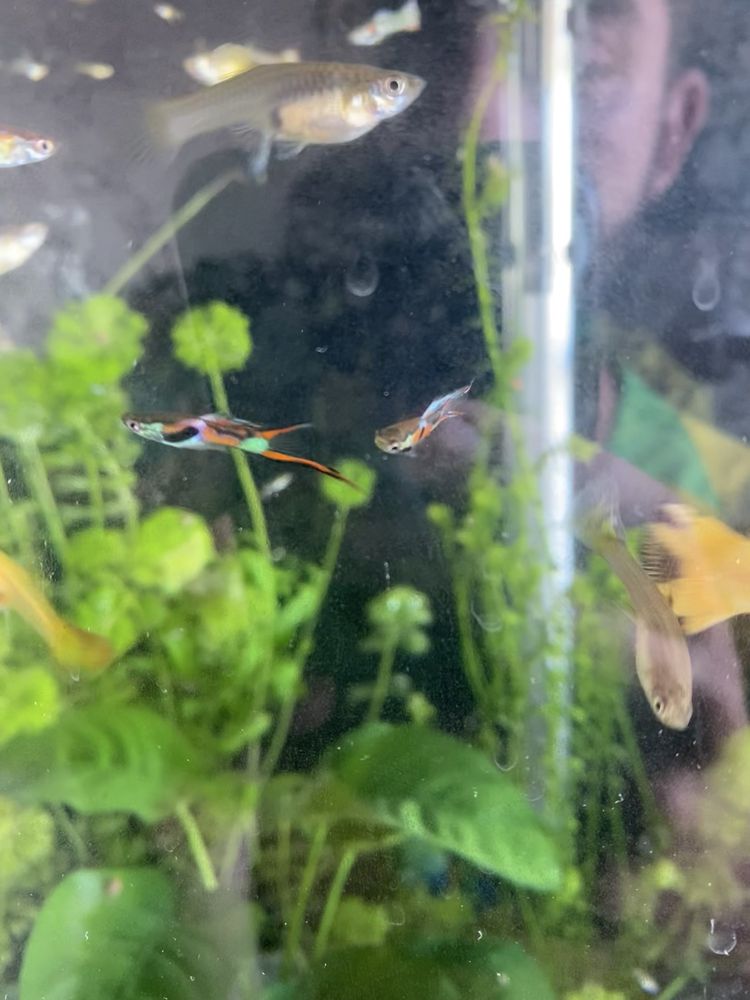 Vendo guppys de varias raças com elders disponiveis
