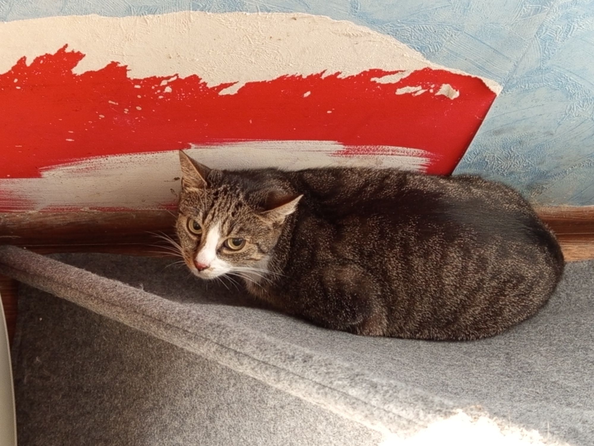 Kotka Plamka fiv+ poleca się do adopcji