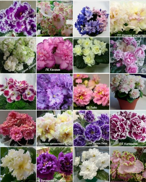 Продам молоді кустики фіалки НЕ ДОРОГО