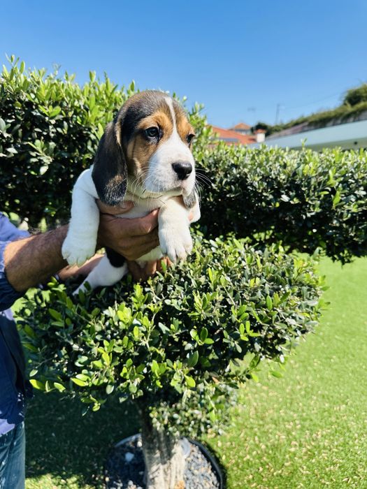 Beagle menina magnifica