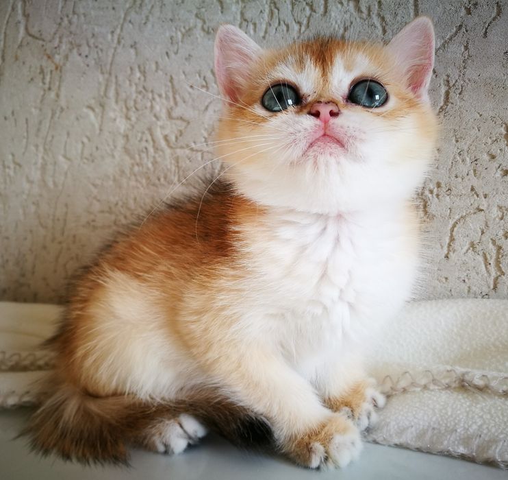 Кукляшная золотая девочка