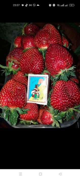 Продам саджанці полуниці Вікторія