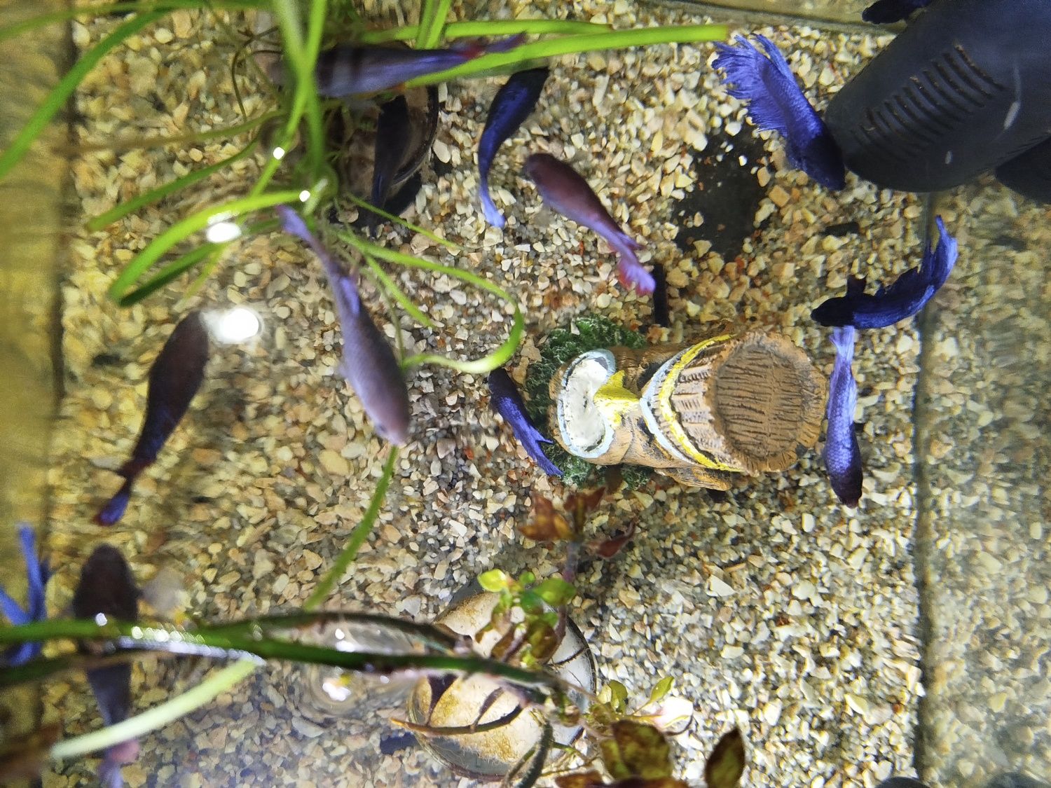 Vários bettas para venda criaçao própria