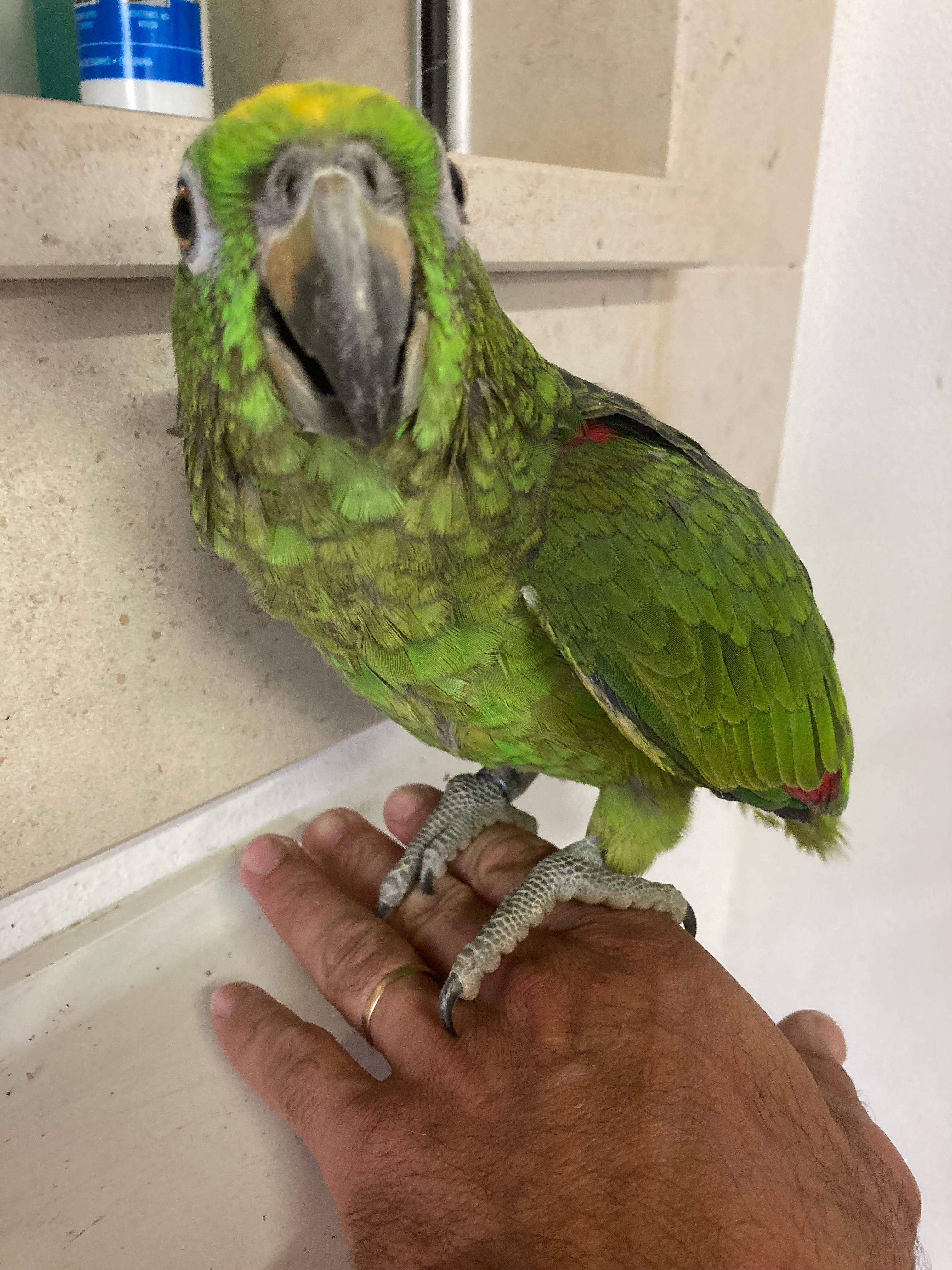 Amazonas ochrocephalo