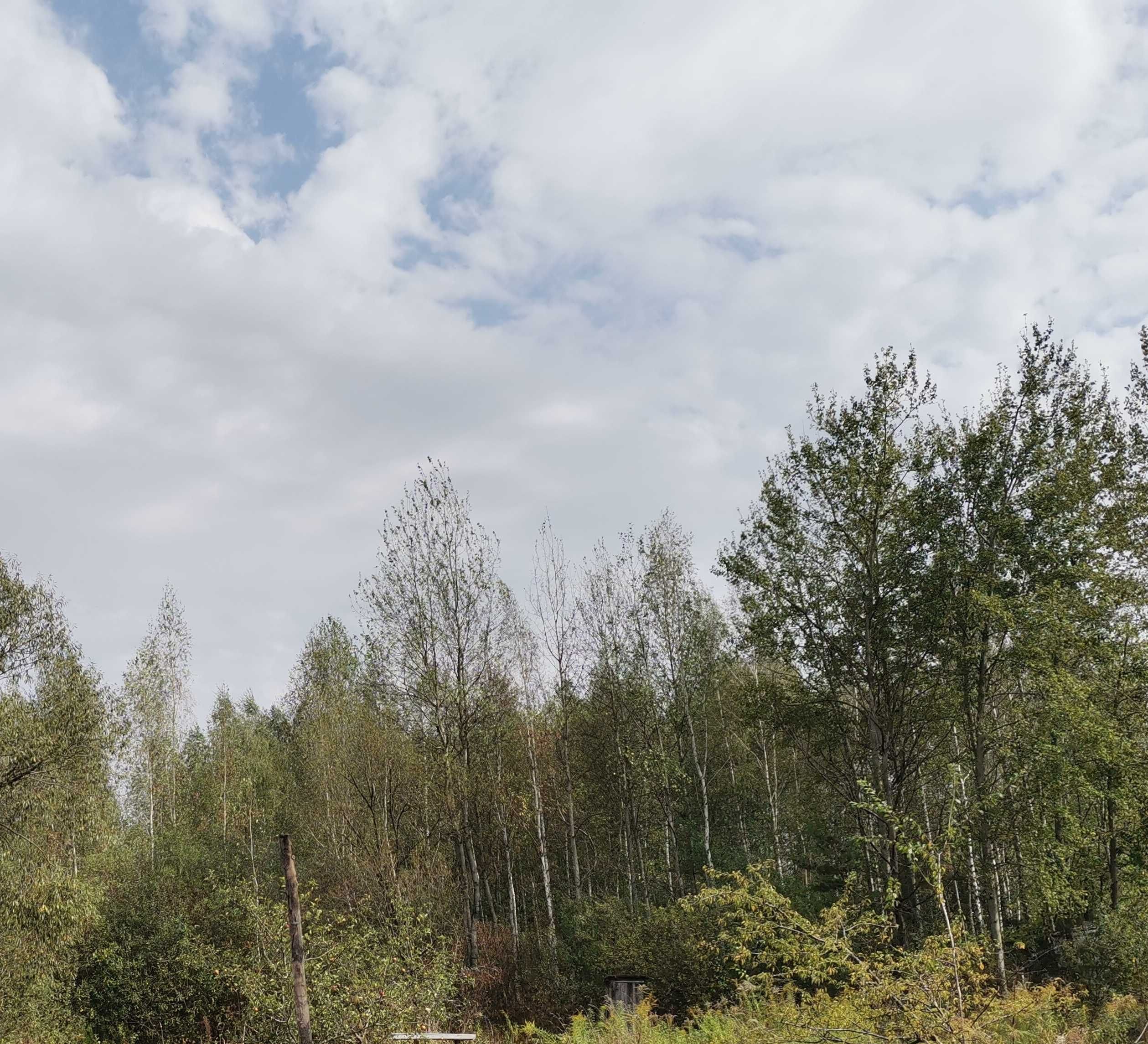 Продам лес под заготовку на дрова, лесоматериалы
