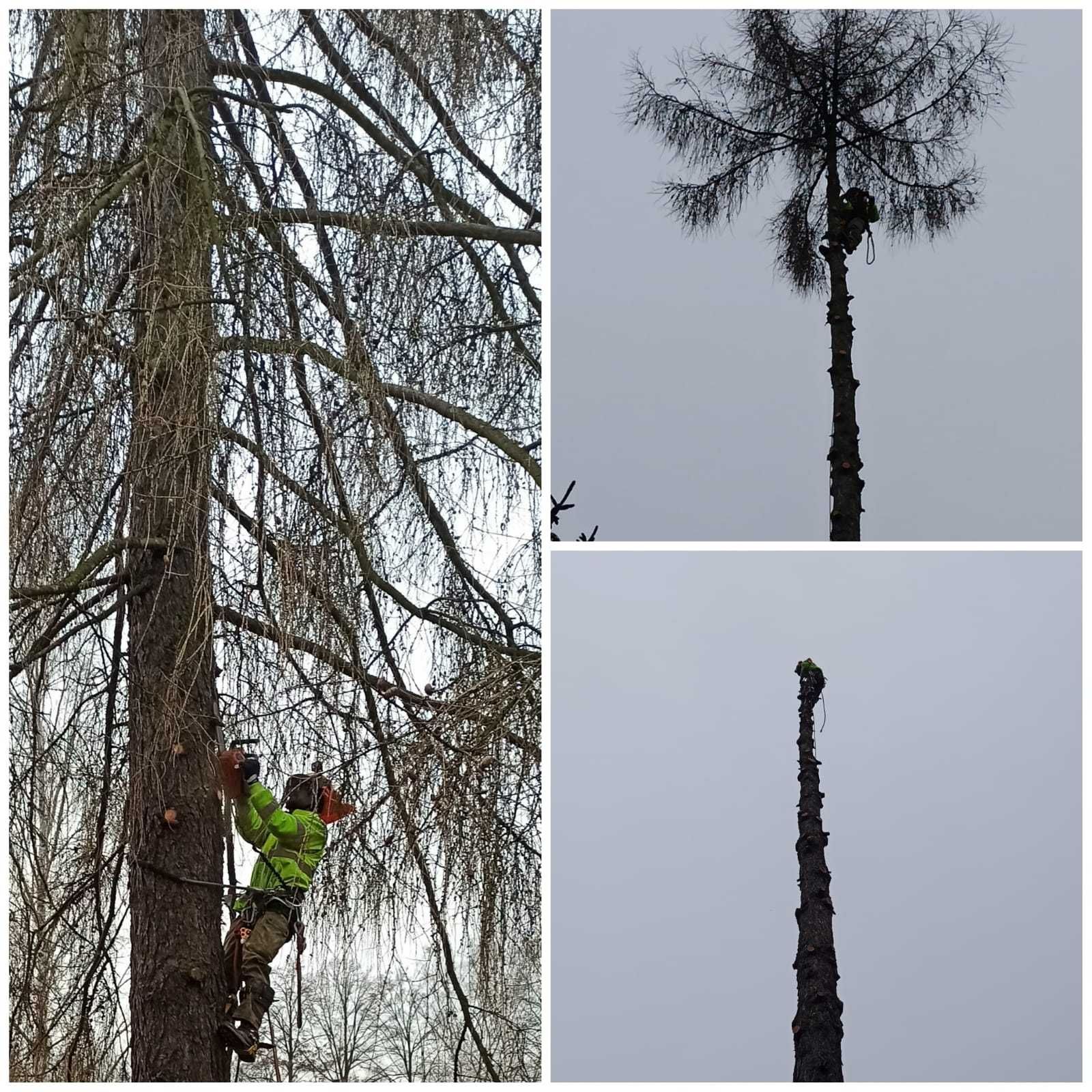 Wycinka drzew, Pielęgnacja,  formowanie drzew i krzewów, wywóz gałęzi