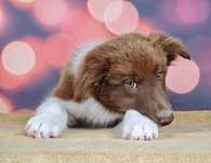 Szczenię Border Collie, ZKwp/FCI, czekoladowo-biały piesek