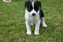 Szczeniak border collie