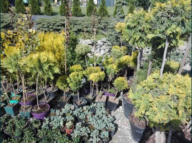 Rośliny formowane bonsai