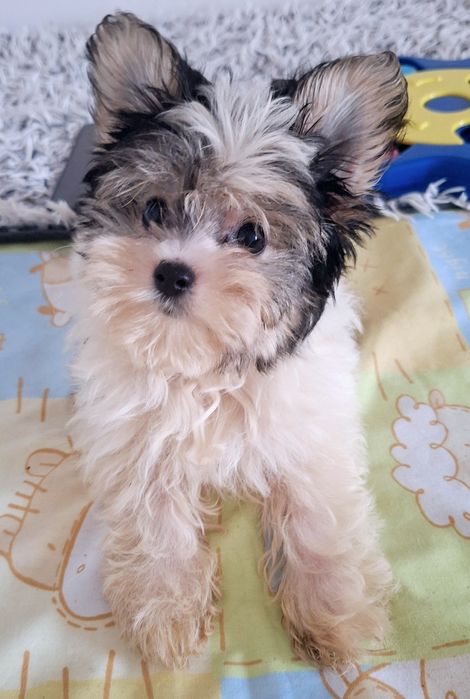 Mini york biewer Alinka- mama waga 2.40kg , tata 1.90kg