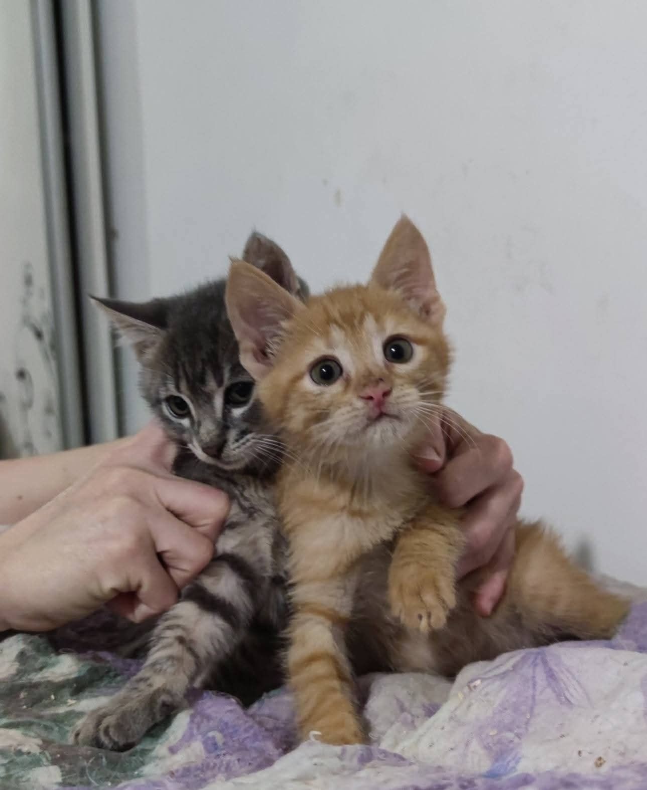 Котята из приюта ,ищем семью!