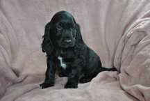 Cocker spaniel piesek