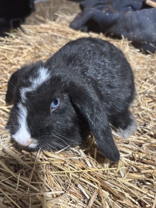 Coelhinhos orelhudos