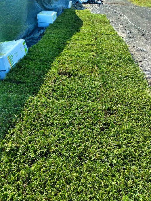 Thuja Szmaragd | Brabant | Żywotnik | m104 | multiplat |certyfikat CAC