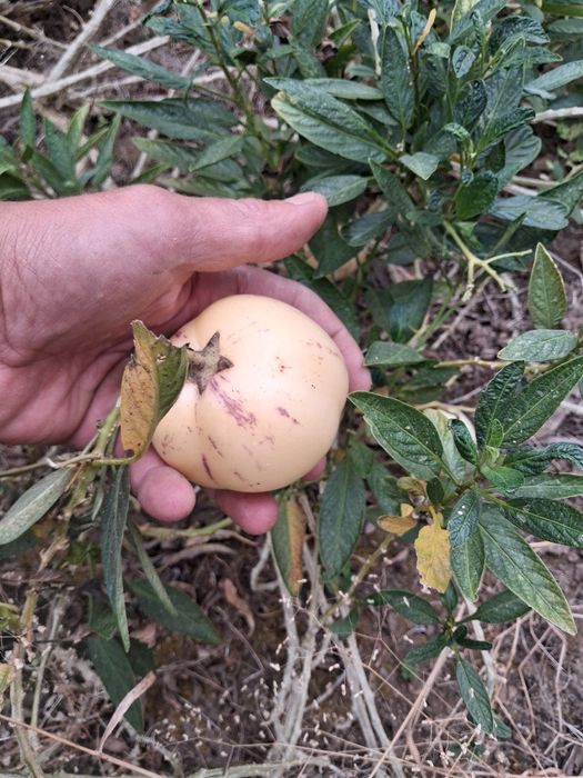 Pêra Melão (Cucumis sativus)
